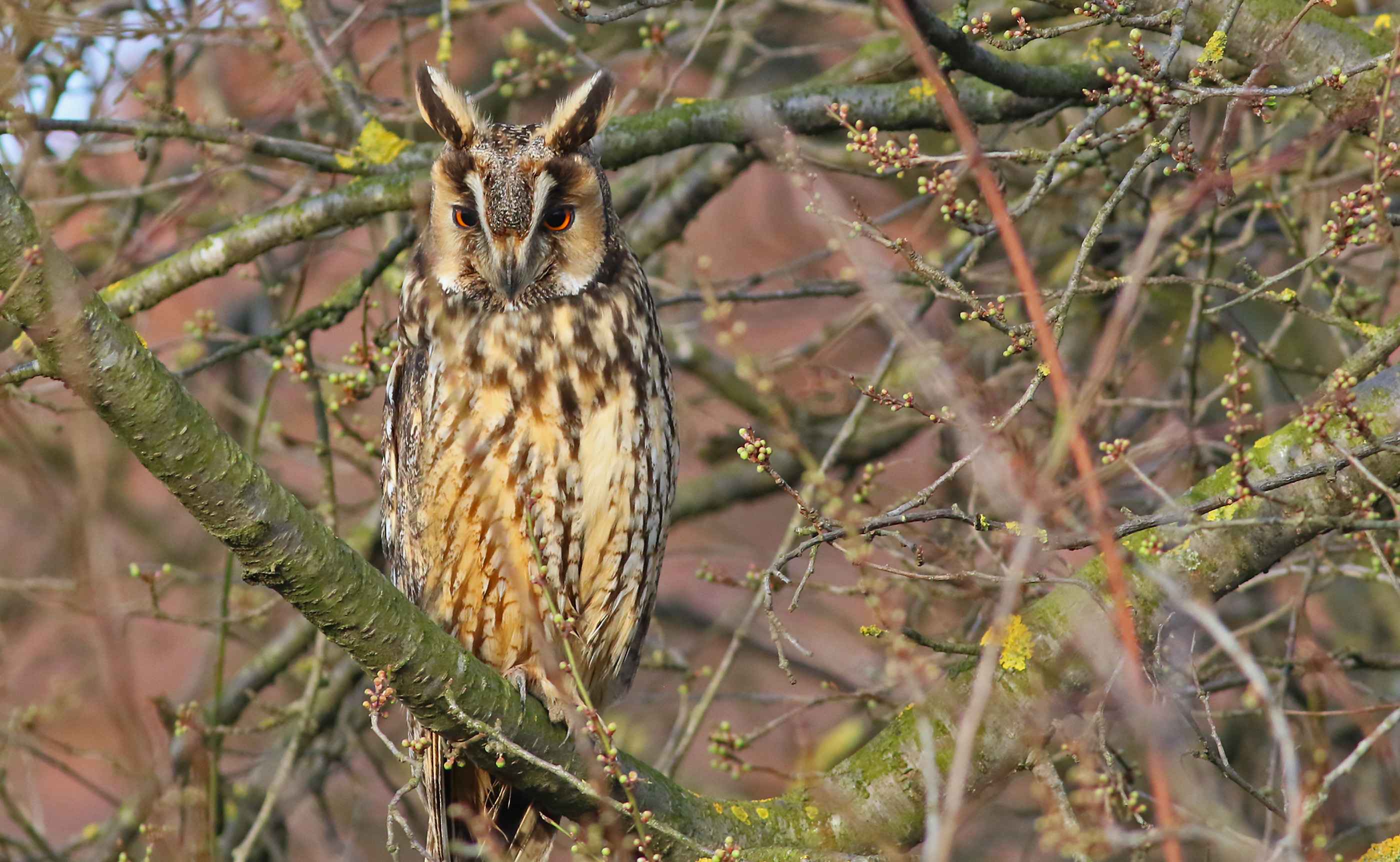 Long-eared Owl